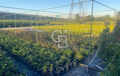 YALOVA ALTINOVA ANAYOLA CEPHE 8.000 M2 DEVREN KİRALK FİDANLIK!.