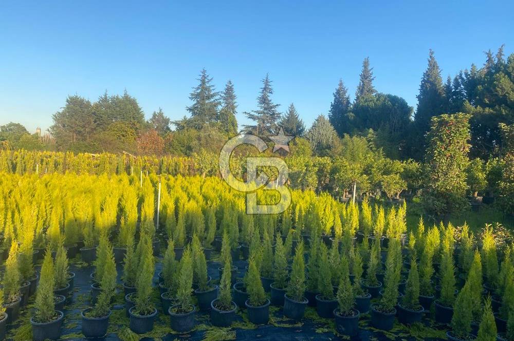 YALOVA ALTINOVA ANAYOLA CEPHE 8.000 M2 DEVREN KİRALK FİDANLIK!.