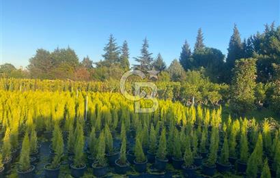 YALOVA ALTINOVA ANAYOLA CEPHE 8.000 M2 DEVREN KİRALK FİDANLIK!.