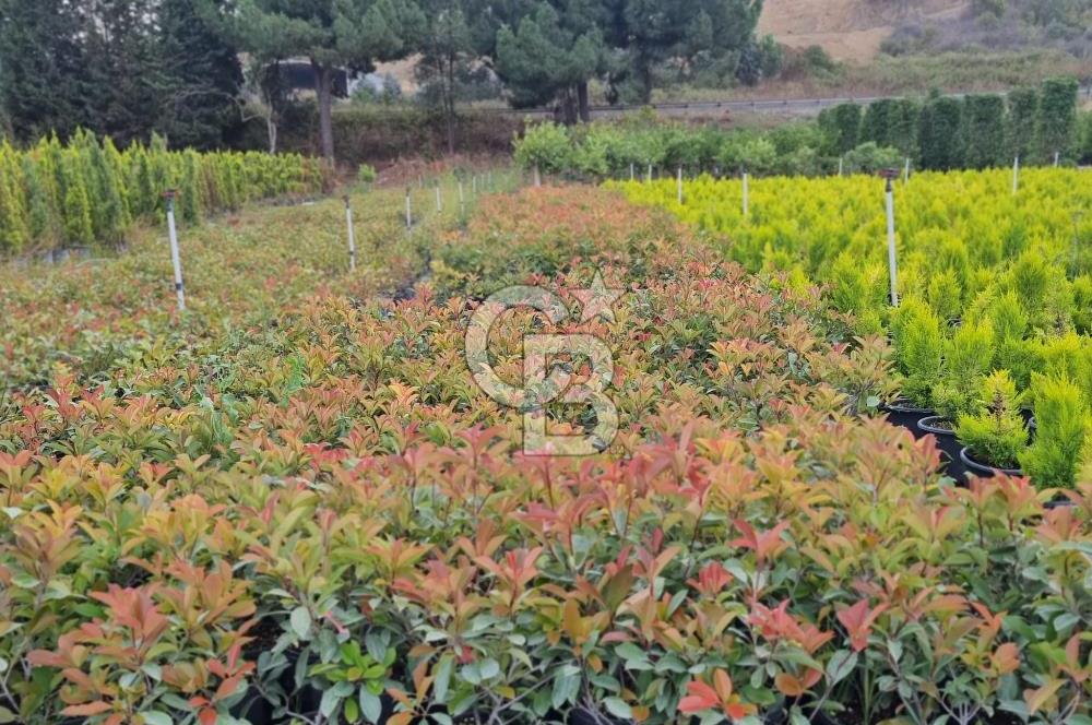 YALOVA ALTINOVA ANAYOLA CEPHE 8.000 M2 DEVREN KİRALK FİDANLIK!.