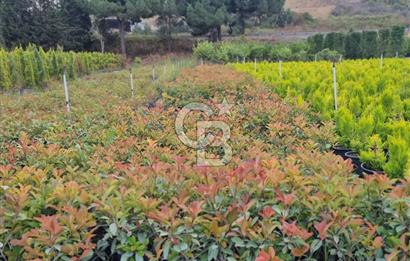 YALOVA ALTINOVA ANAYOLA CEPHE 8.000 M2 DEVREN KİRALK FİDANLIK!.