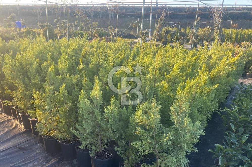 YALOVA ALTINOVA ANAYOLA CEPHE 8.000 M2 DEVREN KİRALK FİDANLIK!.