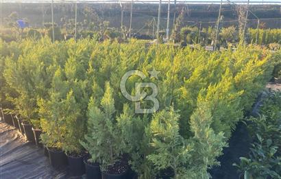 YALOVA ALTINOVA ANAYOLA CEPHE 8.000 M2 DEVREN KİRALK FİDANLIK!.