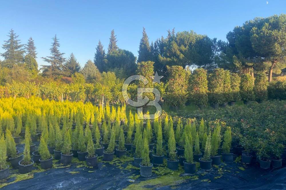 YALOVA ALTINOVA ANAYOLA CEPHE 8.000 M2 DEVREN KİRALK FİDANLIK!.