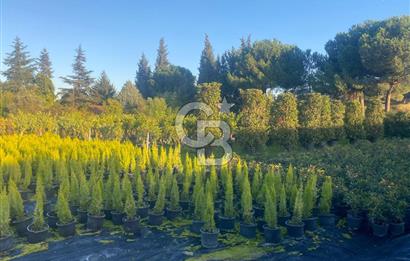 YALOVA ALTINOVA ANAYOLA CEPHE 8.000 M2 DEVREN KİRALK FİDANLIK!.