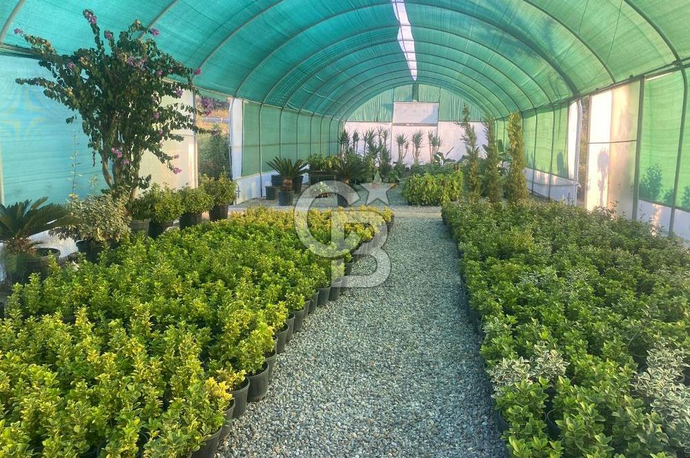 YALOVA ALTINOVA ANAYOLA CEPHE 8.000 M2 DEVREN KİRALK FİDANLIK!.