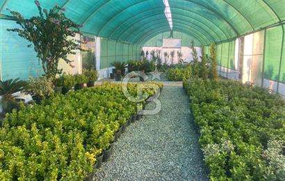 YALOVA ALTINOVA ANAYOLA CEPHE 8.000 M2 DEVREN KİRALK FİDANLIK!.