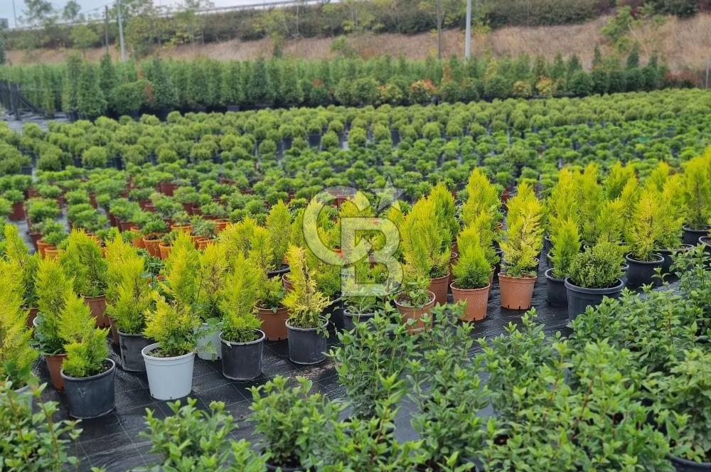 YALOVA ALTINOVA ANAYOLA CEPHE 8.000 M2 DEVREN KİRALK FİDANLIK!.