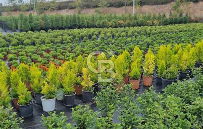 YALOVA ALTINOVA ANAYOLA CEPHE 8.000 M2 DEVREN KİRALK FİDANLIK!.