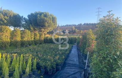 YALOVA ALTINOVA ANAYOLA CEPHE 8.000 M2 DEVREN KİRALK FİDANLIK!.