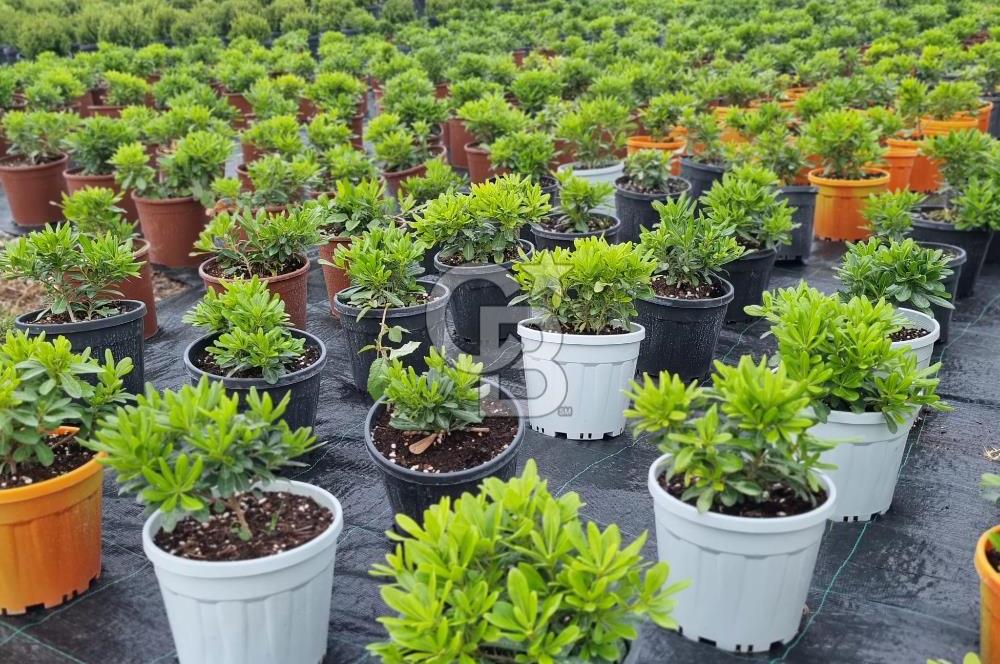 YALOVA ALTINOVA ANAYOLA CEPHE 8.000 M2 DEVREN KİRALK FİDANLIK!.