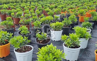 YALOVA ALTINOVA ANAYOLA CEPHE 8.000 M2 DEVREN KİRALK FİDANLIK!.