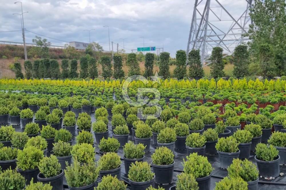 YALOVA ALTINOVA ANAYOLA CEPHE 8.000 M2 DEVREN KİRALK FİDANLIK!.