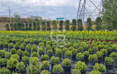 YALOVA ALTINOVA ANAYOLA CEPHE 8.000 M2 DEVREN KİRALK FİDANLIK!.