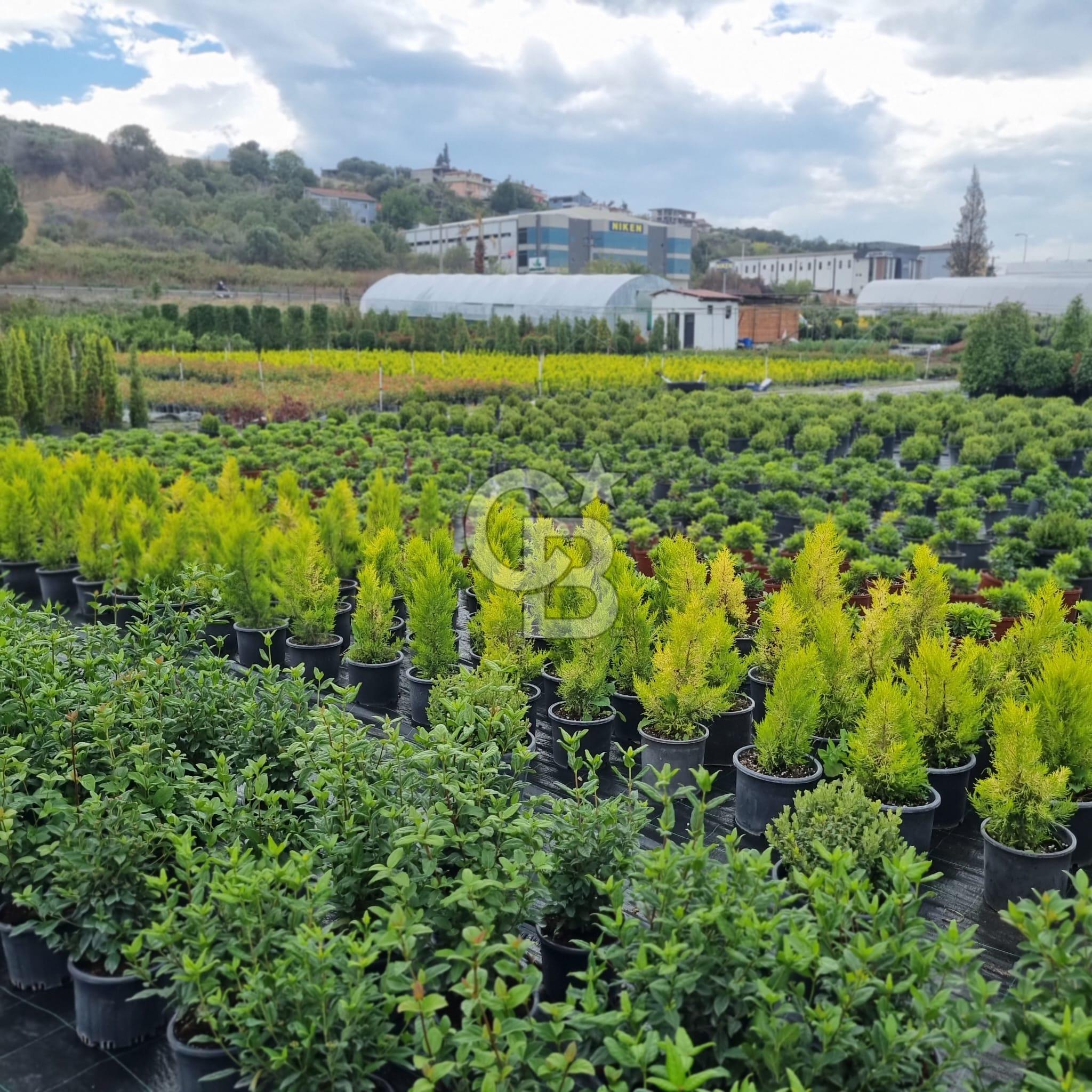 YALOVA ALTINOVA ANAYOLA CEPHE 8.000 M2 DEVREN KİRALK FİDANLIK!.