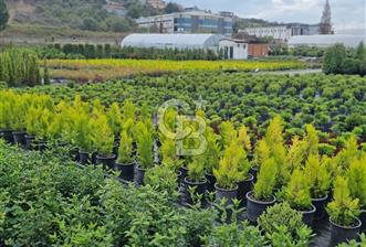 YALOVA ALTINOVA ANAYOLA CEPHE 8.000 M2 DEVREN KİRALK FİDANLIK!. - 1 - 312379