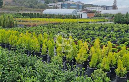 YALOVA ALTINOVA ANAYOLA CEPHE 8.000 M2 DEVREN KİRALK FİDANLIK!.