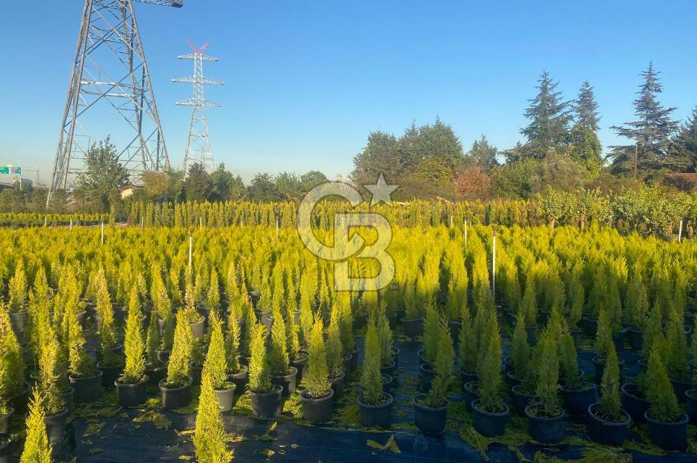 YALOVA ALTINOVA ANAYOLA CEPHE 8.000 M2 DEVREN KİRALK FİDANLIK!.