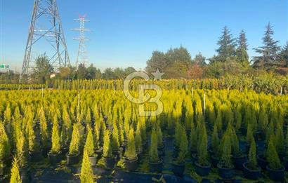 YALOVA ALTINOVA ANAYOLA CEPHE 8.000 M2 DEVREN KİRALK FİDANLIK!.