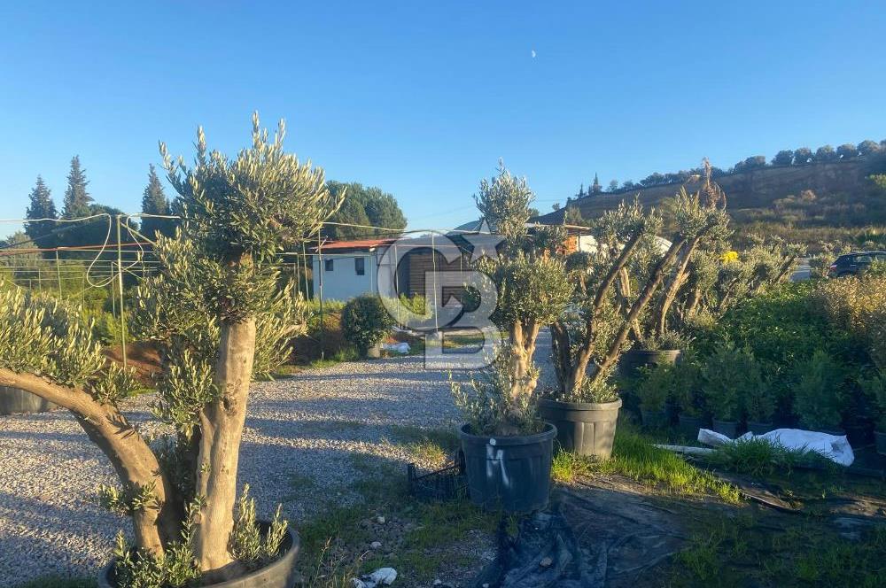 YALOVA ALTINOVA ANAYOLA CEPHE 8.000 M2 DEVREN KİRALK FİDANLIK!.