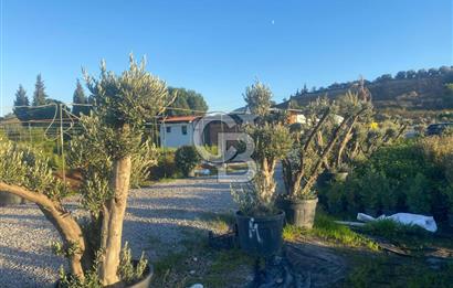 YALOVA ALTINOVA ANAYOLA CEPHE 8.000 M2 DEVREN KİRALK FİDANLIK!.