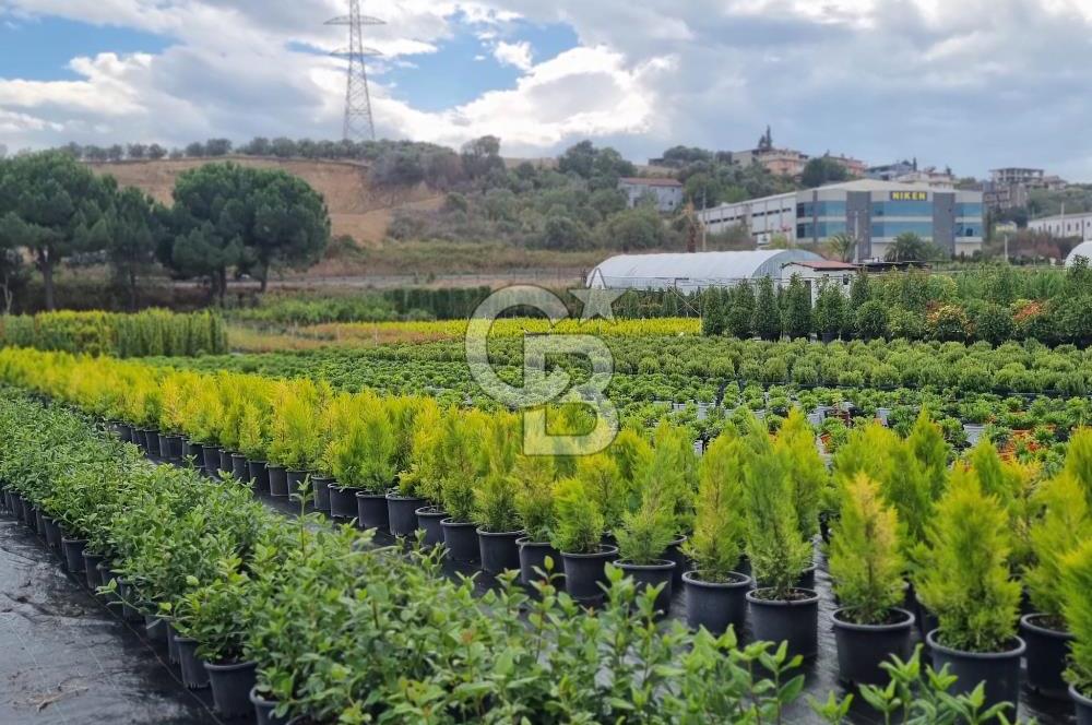 YALOVA ALTINOVA ANAYOLA CEPHE 8.000 M2 DEVREN KİRALK FİDANLIK!.