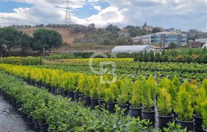 YALOVA ALTINOVA ANAYOLA CEPHE 8.000 M2 DEVREN KİRALK FİDANLIK!.