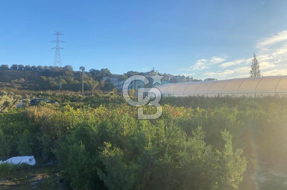 YALOVA ALTINOVA ANAYOLA CEPHE 8.000 M2 DEVREN KİRALK FİDANLIK!.