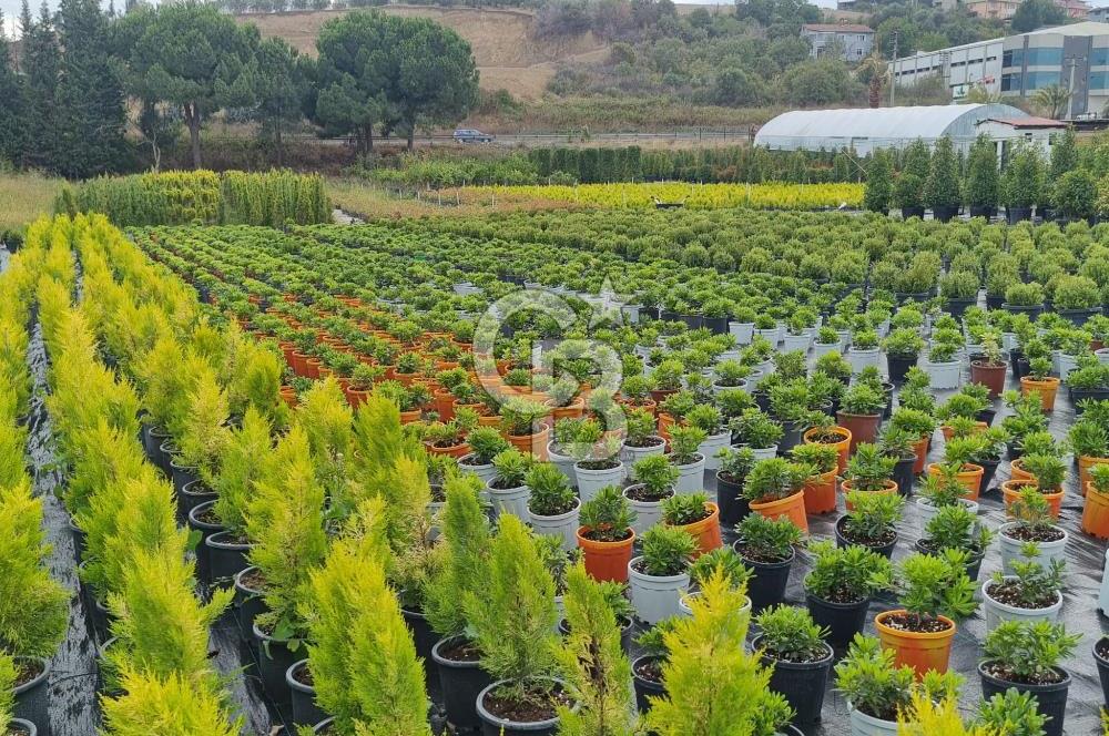 YALOVA ALTINOVA ANAYOLA CEPHE 8.000 M2 DEVREN KİRALK FİDANLIK!.