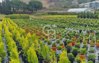 YALOVA ALTINOVA ANAYOLA CEPHE 8.000 M2 DEVREN KİRALK FİDANLIK!.