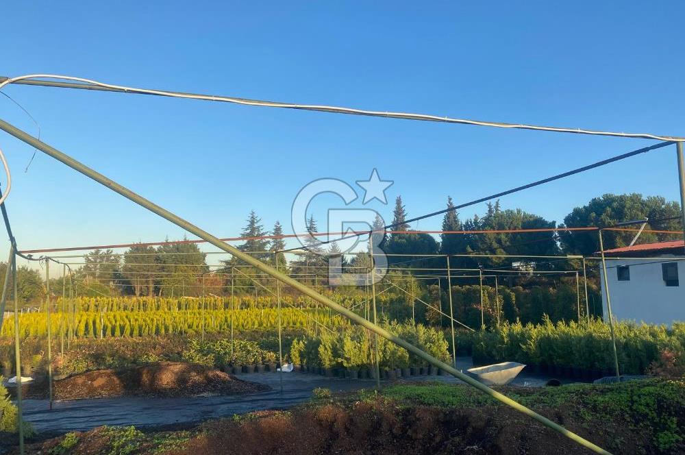 YALOVA ALTINOVA ANAYOLA CEPHE 8.000 M2 DEVREN KİRALK FİDANLIK!.