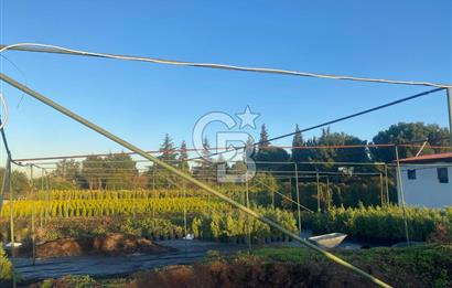 YALOVA ALTINOVA ANAYOLA CEPHE 8.000 M2 DEVREN KİRALK FİDANLIK!.