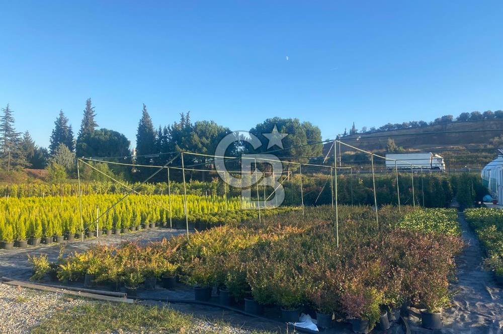 YALOVA ALTINOVA ANAYOLA CEPHE 8.000 M2 DEVREN KİRALK FİDANLIK!.