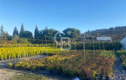 YALOVA ALTINOVA ANAYOLA CEPHE 8.000 M2 DEVREN KİRALK FİDANLIK!.