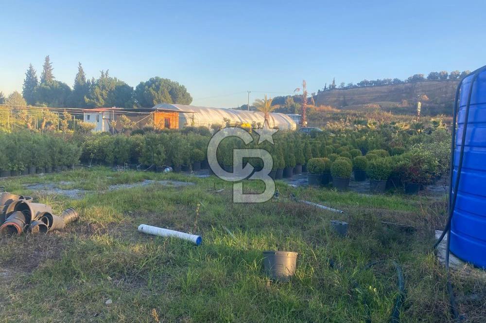 YALOVA ALTINOVA ANAYOLA CEPHE 8.000 M2 DEVREN KİRALK FİDANLIK!.