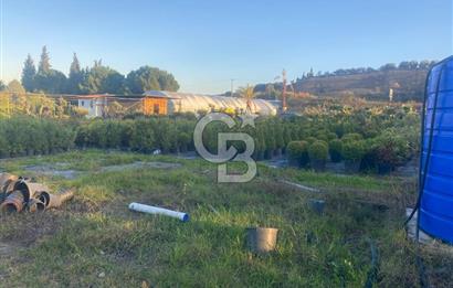 YALOVA ALTINOVA ANAYOLA CEPHE 8.000 M2 DEVREN KİRALK FİDANLIK!.