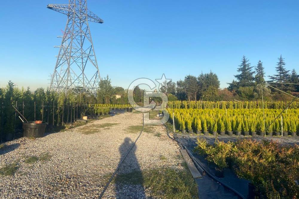 YALOVA ALTINOVA ANAYOLA CEPHE 8.000 M2 DEVREN KİRALK FİDANLIK!.