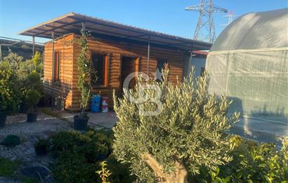 YALOVA ALTINOVA ANAYOLA CEPHE 8.000 M2 DEVREN KİRALK FİDANLIK!.