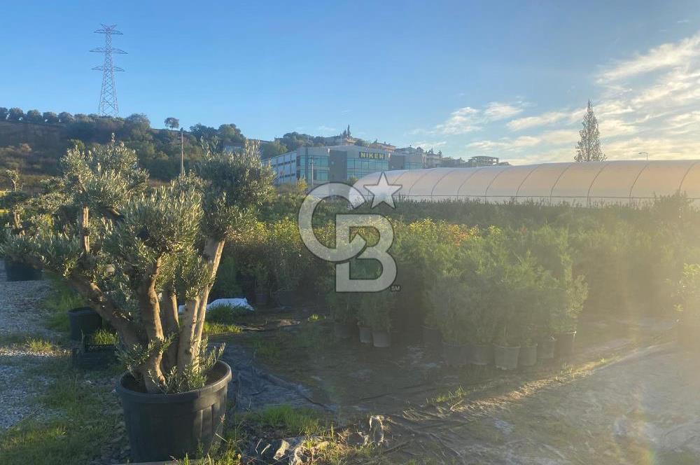 YALOVA ALTINOVA ANAYOLA CEPHE 8.000 M2 DEVREN KİRALK FİDANLIK!.