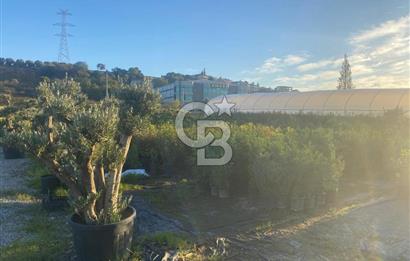 YALOVA ALTINOVA ANAYOLA CEPHE 8.000 M2 DEVREN KİRALK FİDANLIK!.