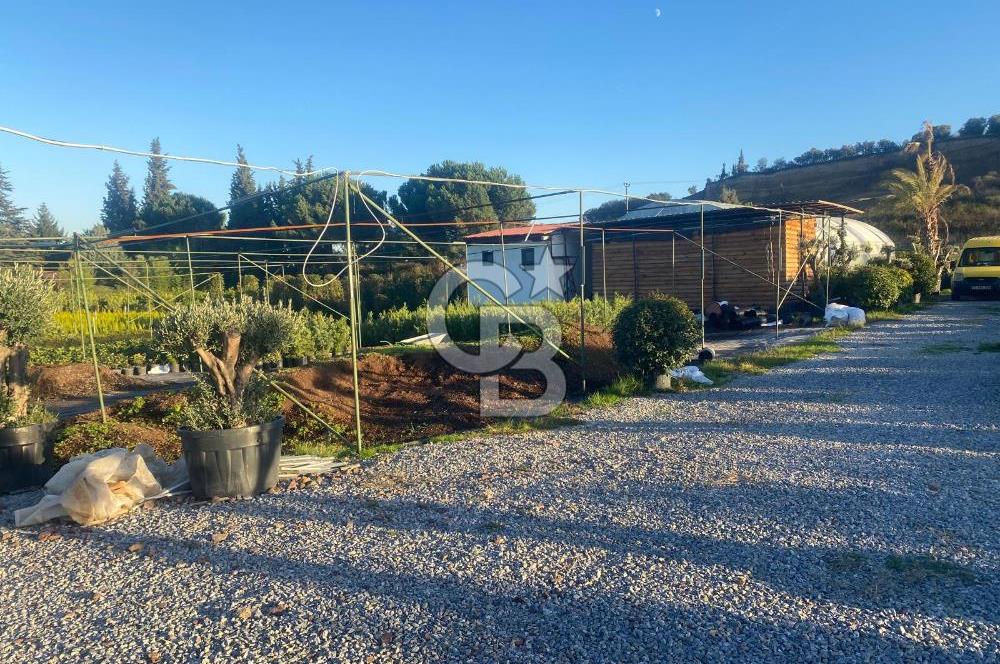 YALOVA ALTINOVA ANAYOLA CEPHE 8.000 M2 DEVREN KİRALK FİDANLIK!.