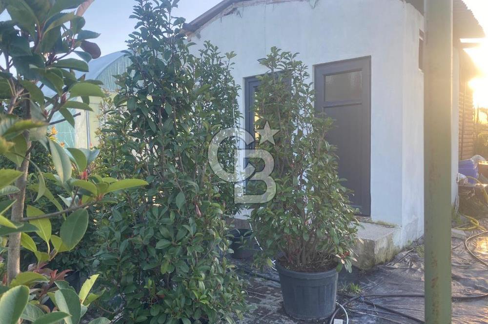 YALOVA ALTINOVA ANAYOLA CEPHE 8.000 M2 DEVREN KİRALK FİDANLIK!.