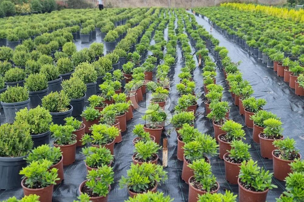 YALOVA ALTINOVA ANAYOLA CEPHE 8.000 M2 DEVREN KİRALK FİDANLIK!.