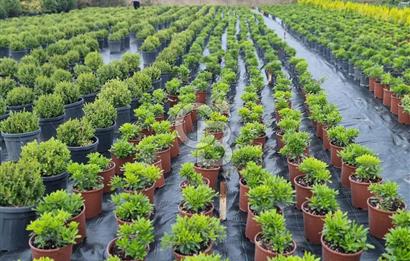 YALOVA ALTINOVA ANAYOLA CEPHE 8.000 M2 DEVREN KİRALK FİDANLIK!.