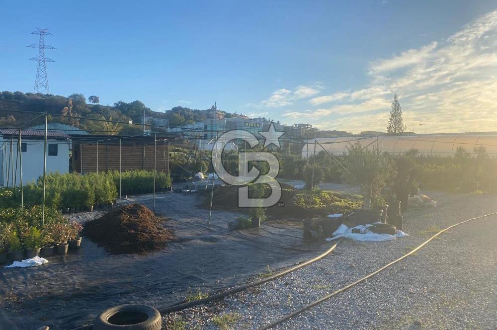 YALOVA ALTINOVA ANAYOLA CEPHE 8.000 M2 DEVREN KİRALK FİDANLIK!.