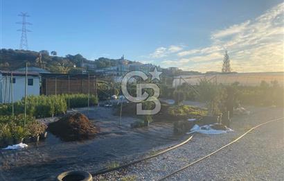 YALOVA ALTINOVA ANAYOLA CEPHE 8.000 M2 DEVREN KİRALK FİDANLIK!.