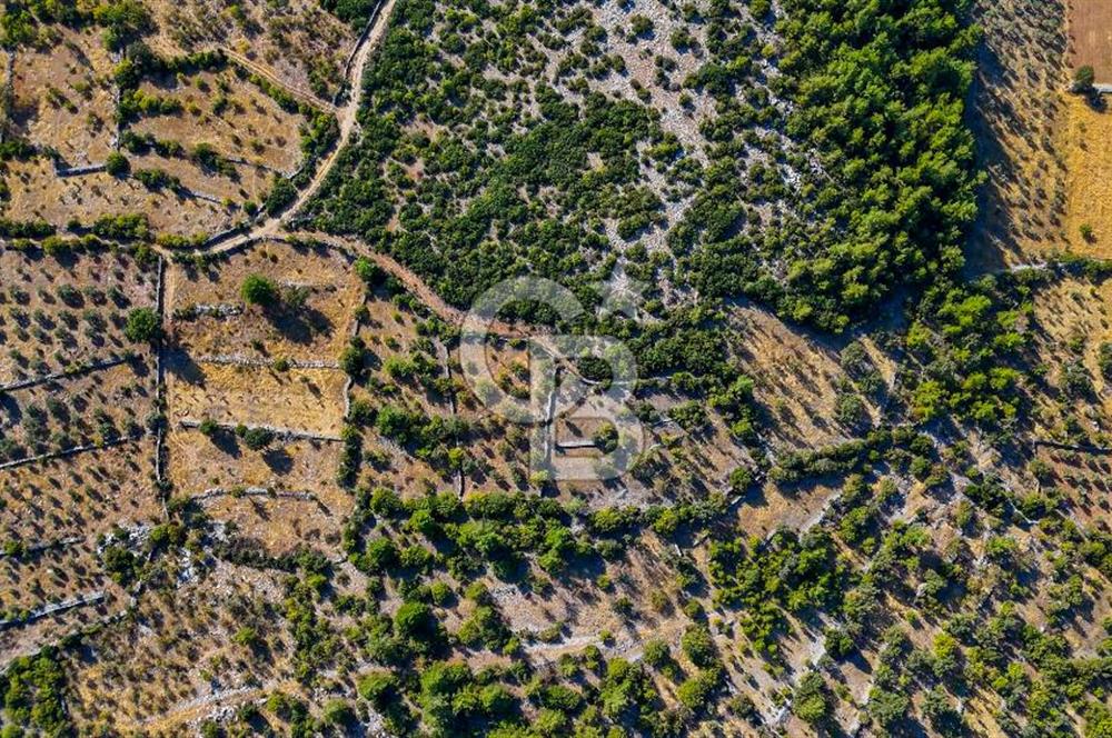 MENTEŞE DENİZOVA'DA SATILIK 7,186 TARLA