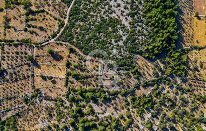 MENTEŞE DENİZOVA'DA SATILIK 7,186 TARLA