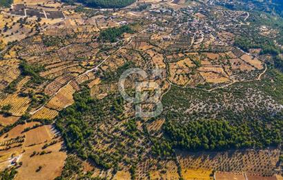 MENTEŞE DENİZOVA'DA SATILIK 7,186 TARLA