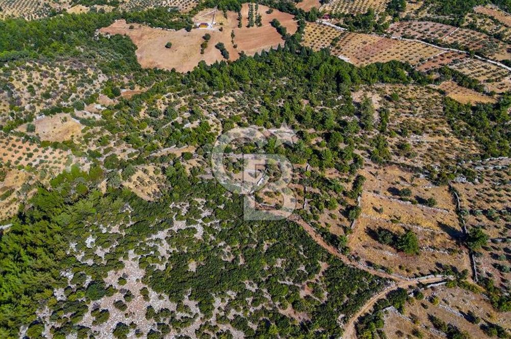 MENTEŞE DENİZOVA'DA SATILIK 7,186 TARLA